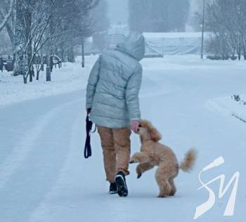 ������ ���� � ��������. ����